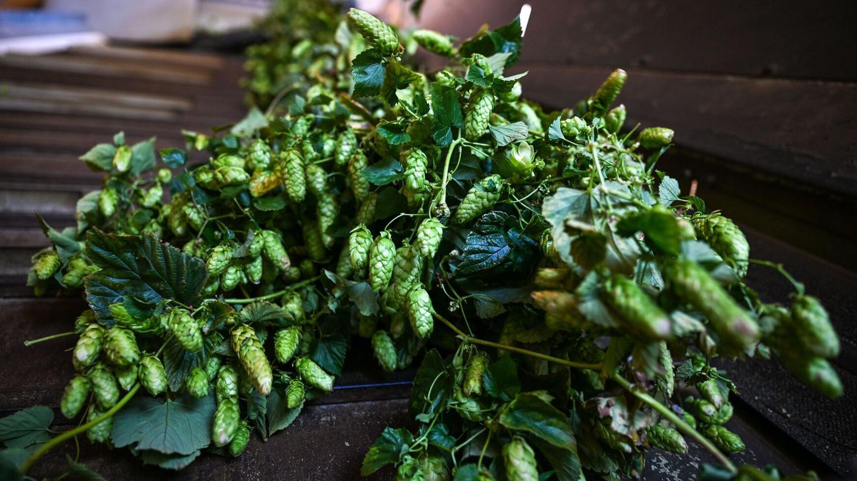Hop bines hops